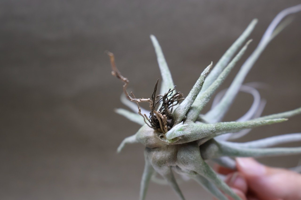 エーレルシアナ 51号 | air-plants TENGU-DO