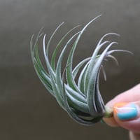 マヤントーテムポール Sサイズ06号 | air-plants TENGU-DO