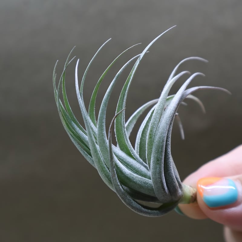 カルミネア 23号 | air-plants TENGU-DO