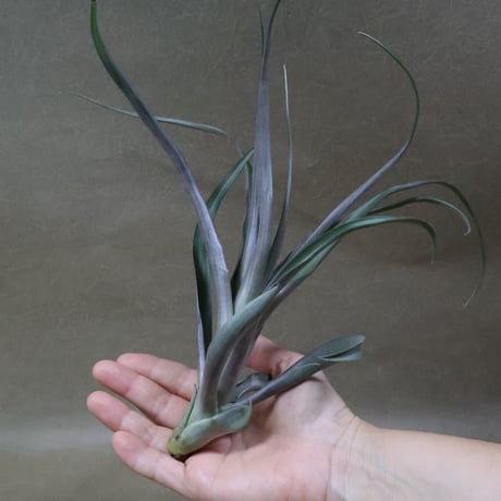 CATEGORY エアープランツ（ティランジア） | air-plants TENGU-DO
