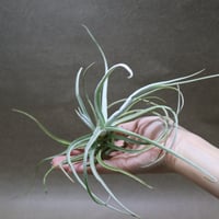 【現品】チランジア・ドラティー　特大（2） スタッフ特選】デュラティ 2頭CL XXLサイズ | air-plants TENGU-DO