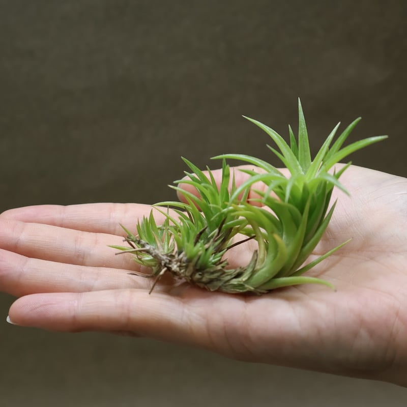ネグレクタ 24号 | air-plants TENGU-DO
