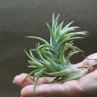 イオナンタ バンハイニンギー 147号