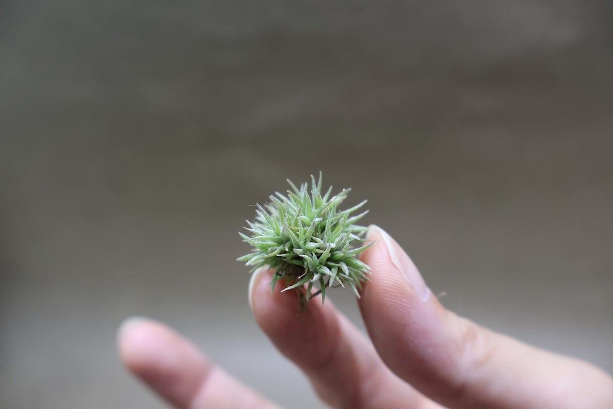 アエラントス テディベア 85号 | air-plants TENGU-DO