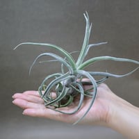 パドレ（ローランドゴッセリニーxチアペンシス）03号 | air-plants