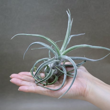 CATEGORY 交配種 | air-plants TENGU-DO