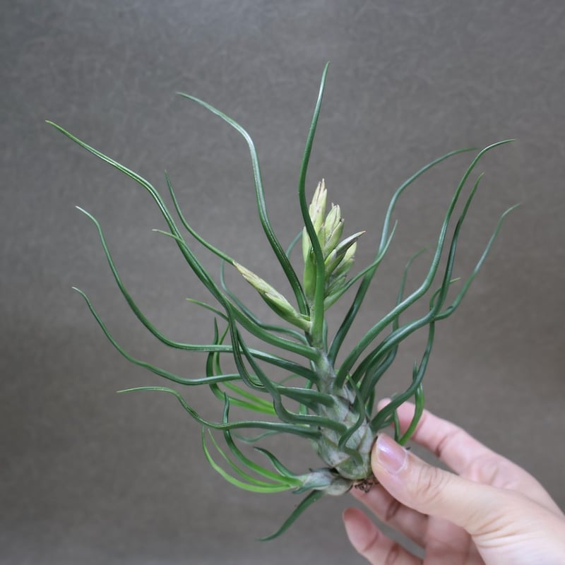 ブルボーサ クランプ 32号 | air-plants TENGU-DO