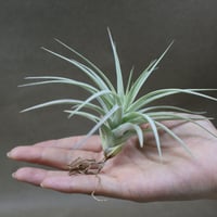 ベアコレアーレ × カプトメドーサエ ソノランスノー 04号 | air-plants