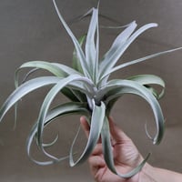 ストラミネア クランプ 08号 | air-plants TENGU-DO
