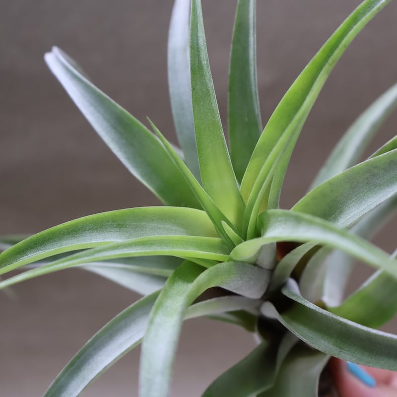 フレクスオーサ ヴィヴィパラ 27号 | air-plants TENGU-DO