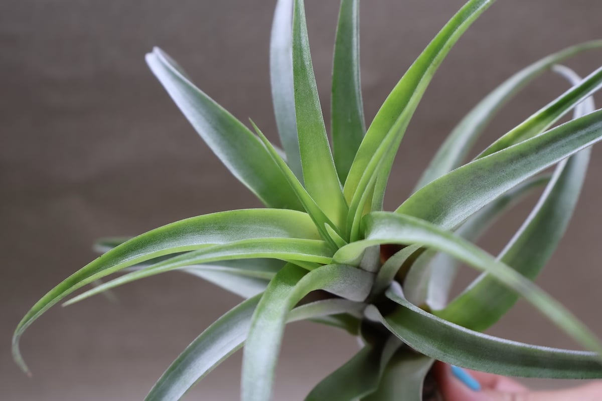 フレクスオーサ ヴィヴィパラ 27号 | air-plants TENGU-DO