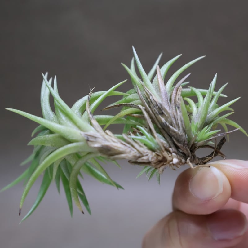 ネグレクタ 24号 | air-plants TENGU-DO