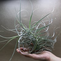 イオナンタ スノーボール 01号 | air-plants TENGU-DO