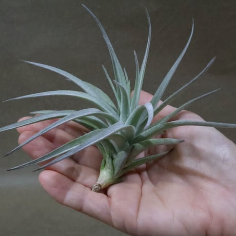 CATEGORY 品種名：A/B/C/D | air-plants TENGU-DO
