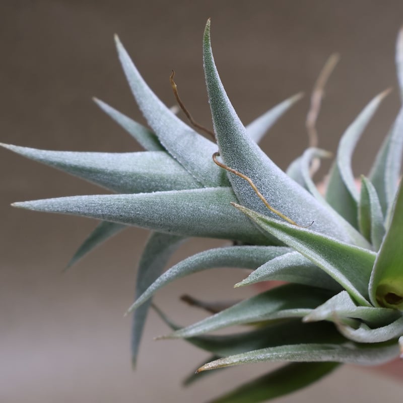 エディシアエ 72号 | air-plants TENGU-DO