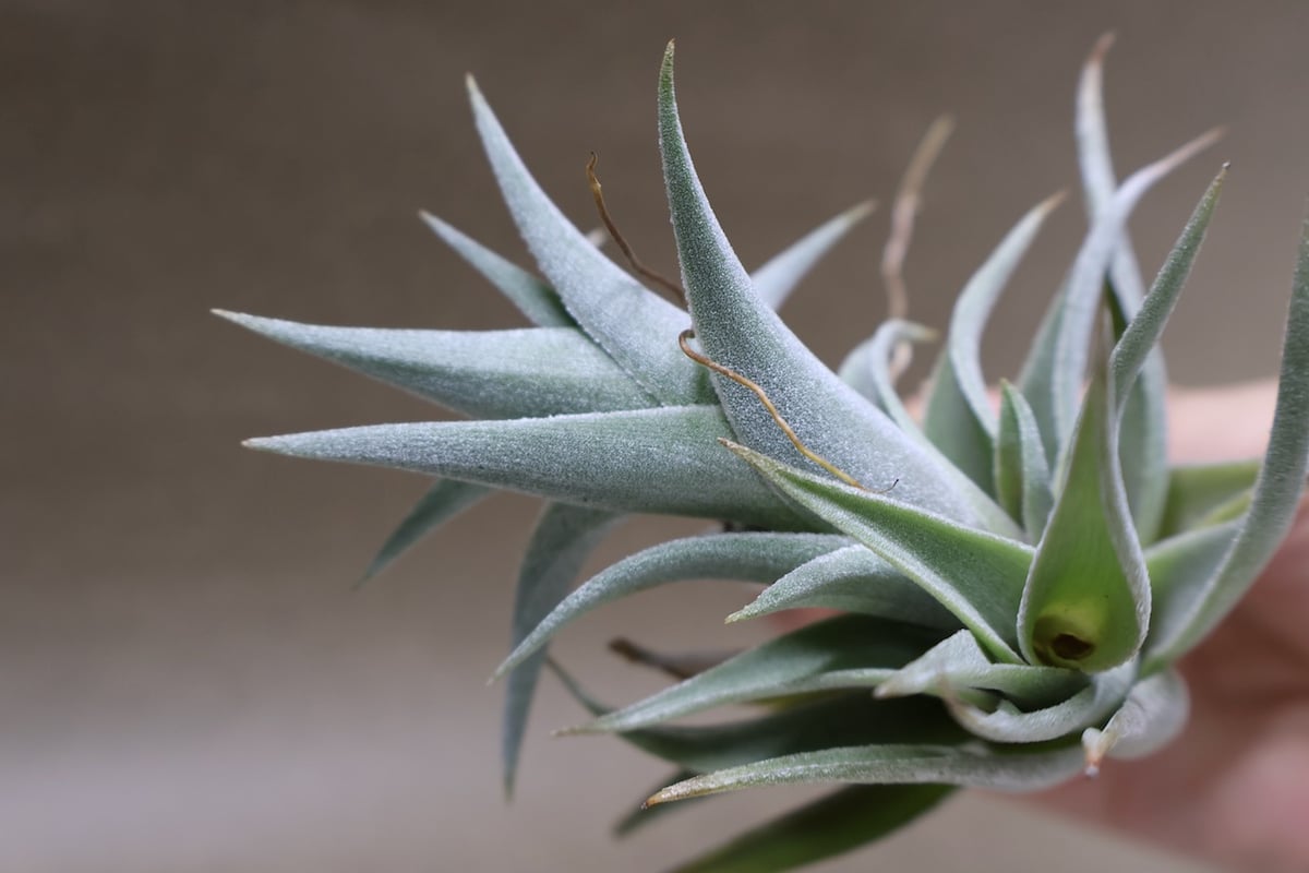 エディシアエ 72号 | air-plants TENGU-DO