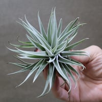 イオナンタ ファットボーイ 20号 | air-plants TENGU-DO