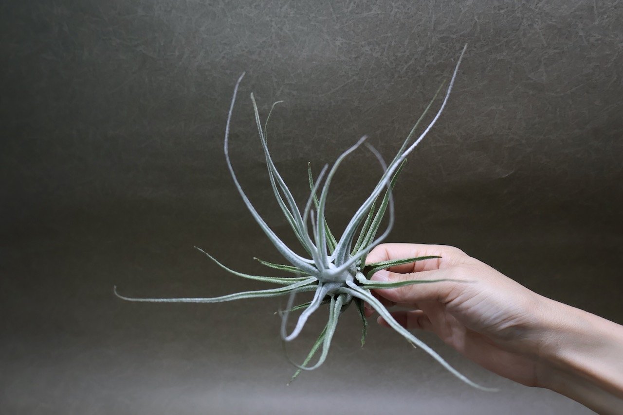 エーレルシアナ 51号 | air-plants TENGU-DO