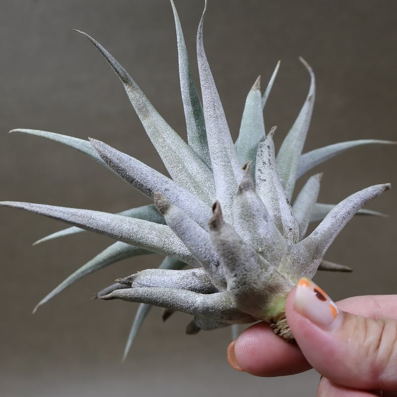 ホンジュレンシス 10号 | air-plants TENGU-DO