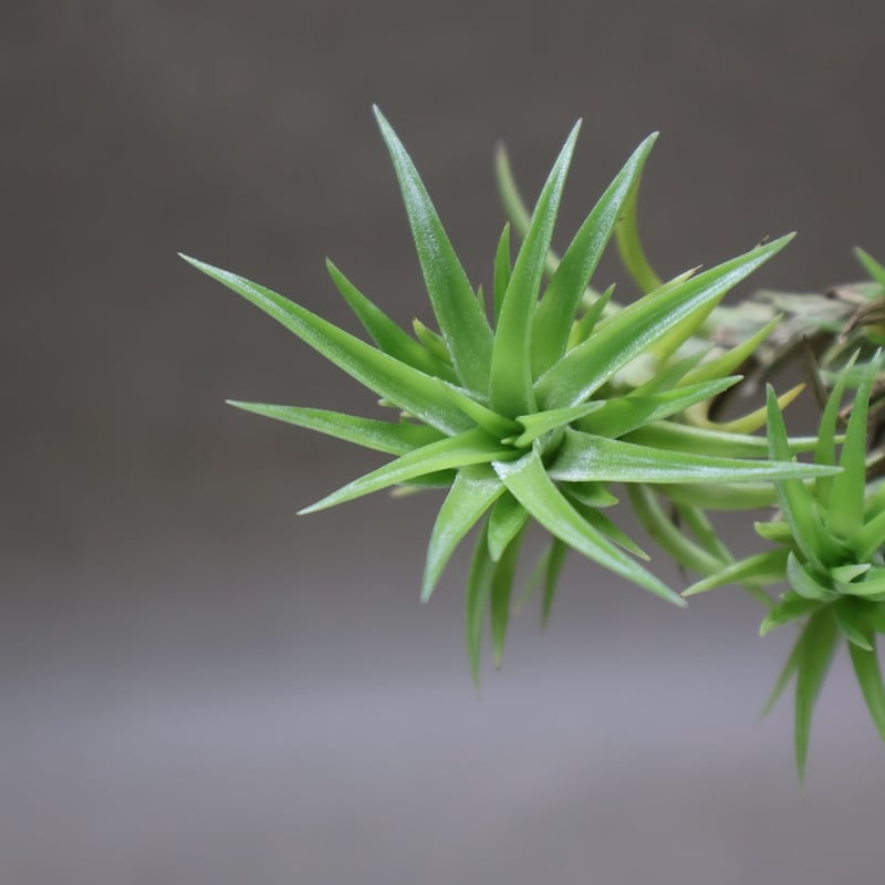 ネグレクタ 24号 | air-plants TENGU-DO