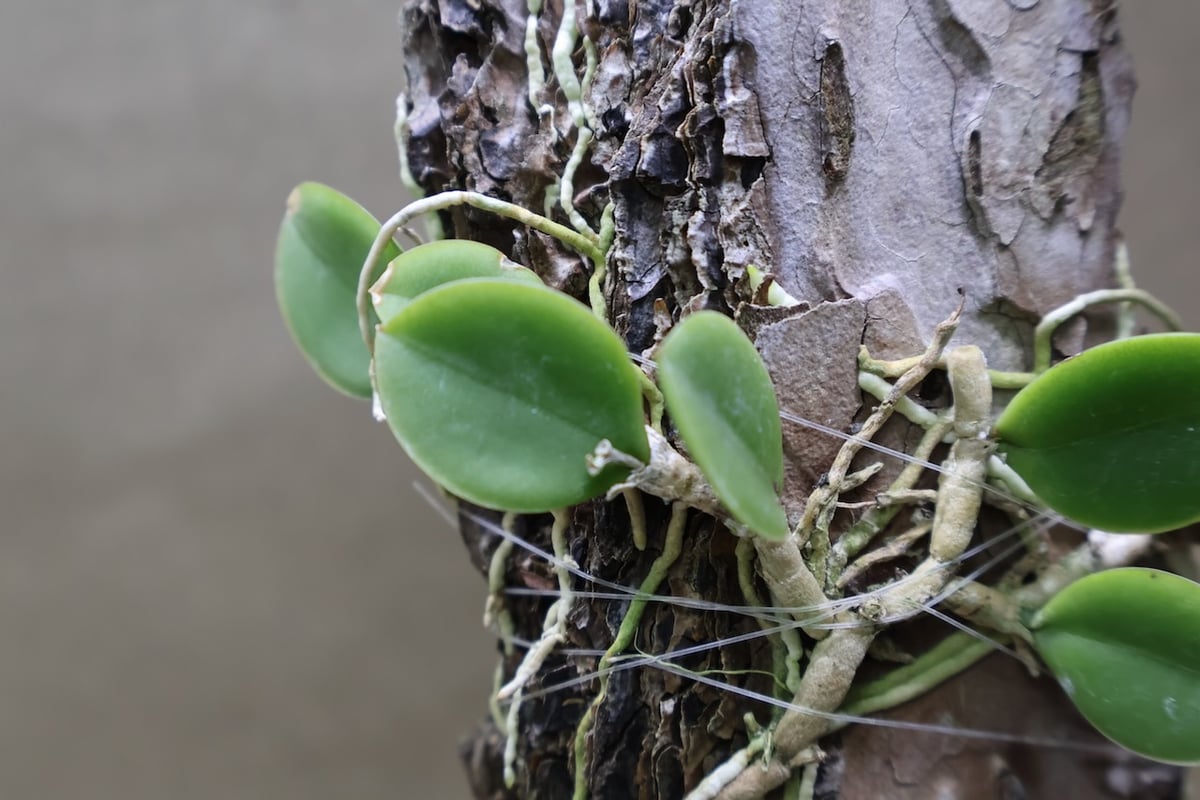 メイラキリウム トリナスタム 05号 | air-plants TENGU-DO