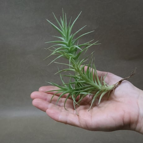 CATEGORY 品種名：A/B/C/D | air-plants TENGU-DO