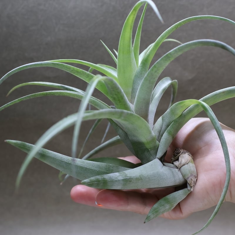 フレクスオーサ ヴィヴィパラ 27号 | air-plants TENGU-DO