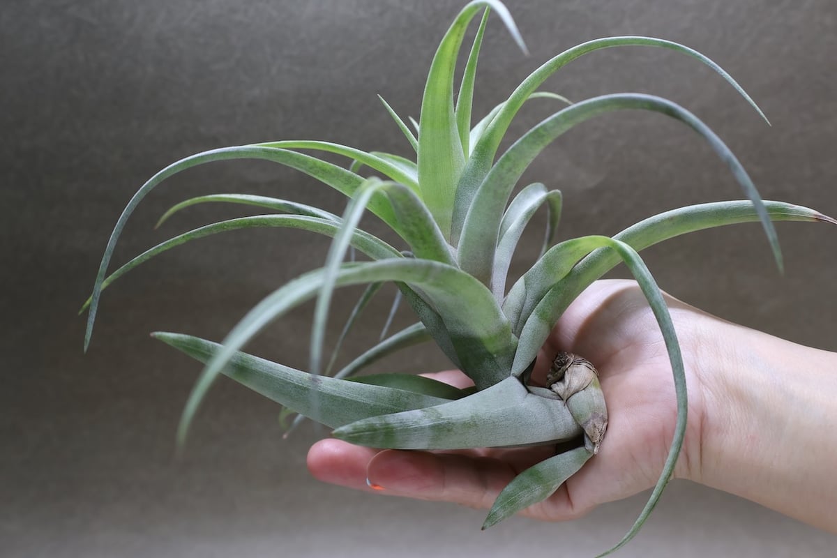 フレクスオーサ ヴィヴィパラ 27号 | air-plants TENGU-DO