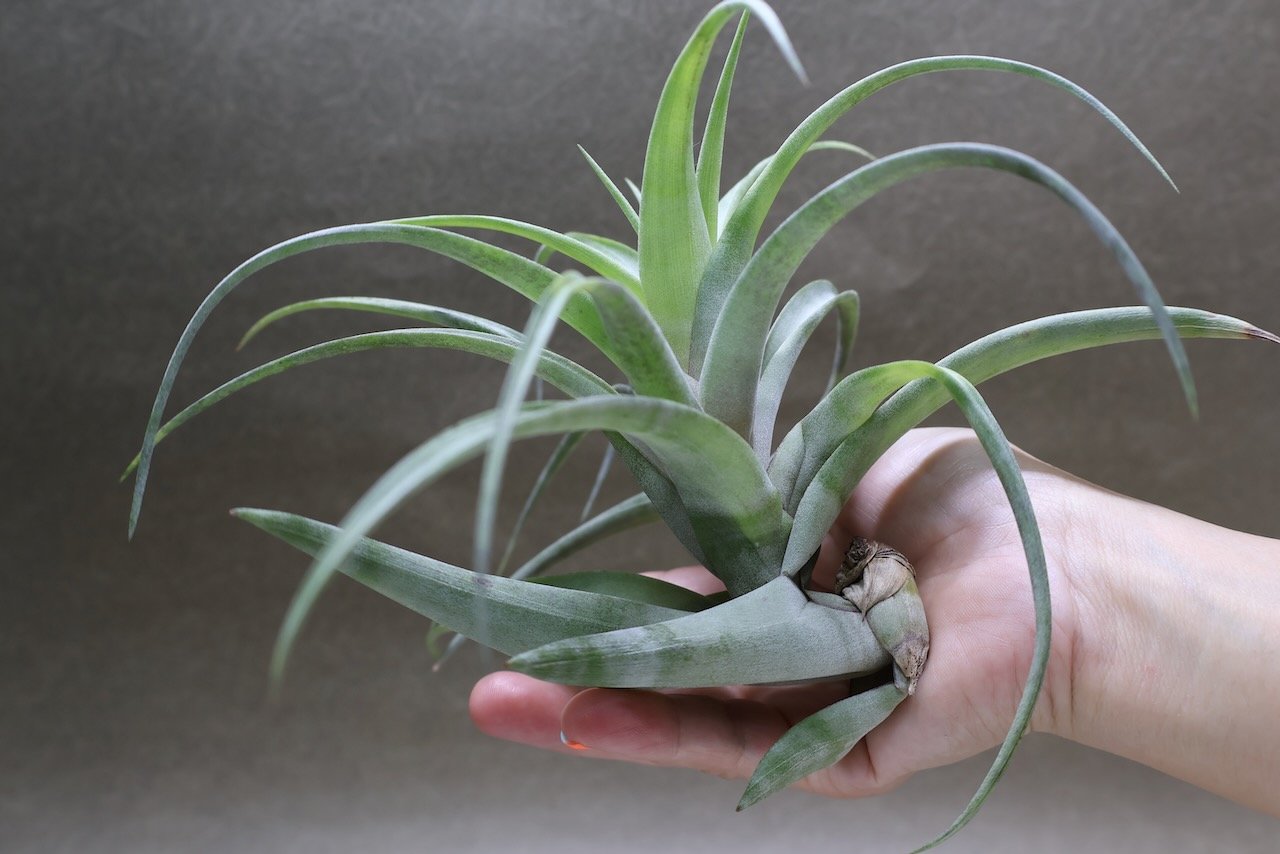 フレクスオーサ ヴィヴィパラ 27号 | air-plants TENGU-DO