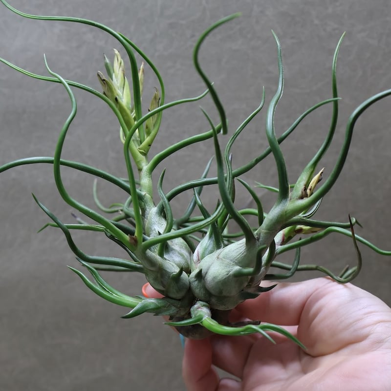 ブルボーサ クランプ 31号 | air-plants TENGU-DO