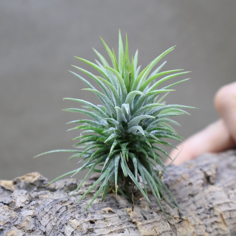 イオナンタ プレアデス 72号 | air-plants TENGU-DO