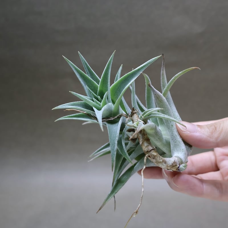 エディシアエ 72号 | air-plants TENGU-DO