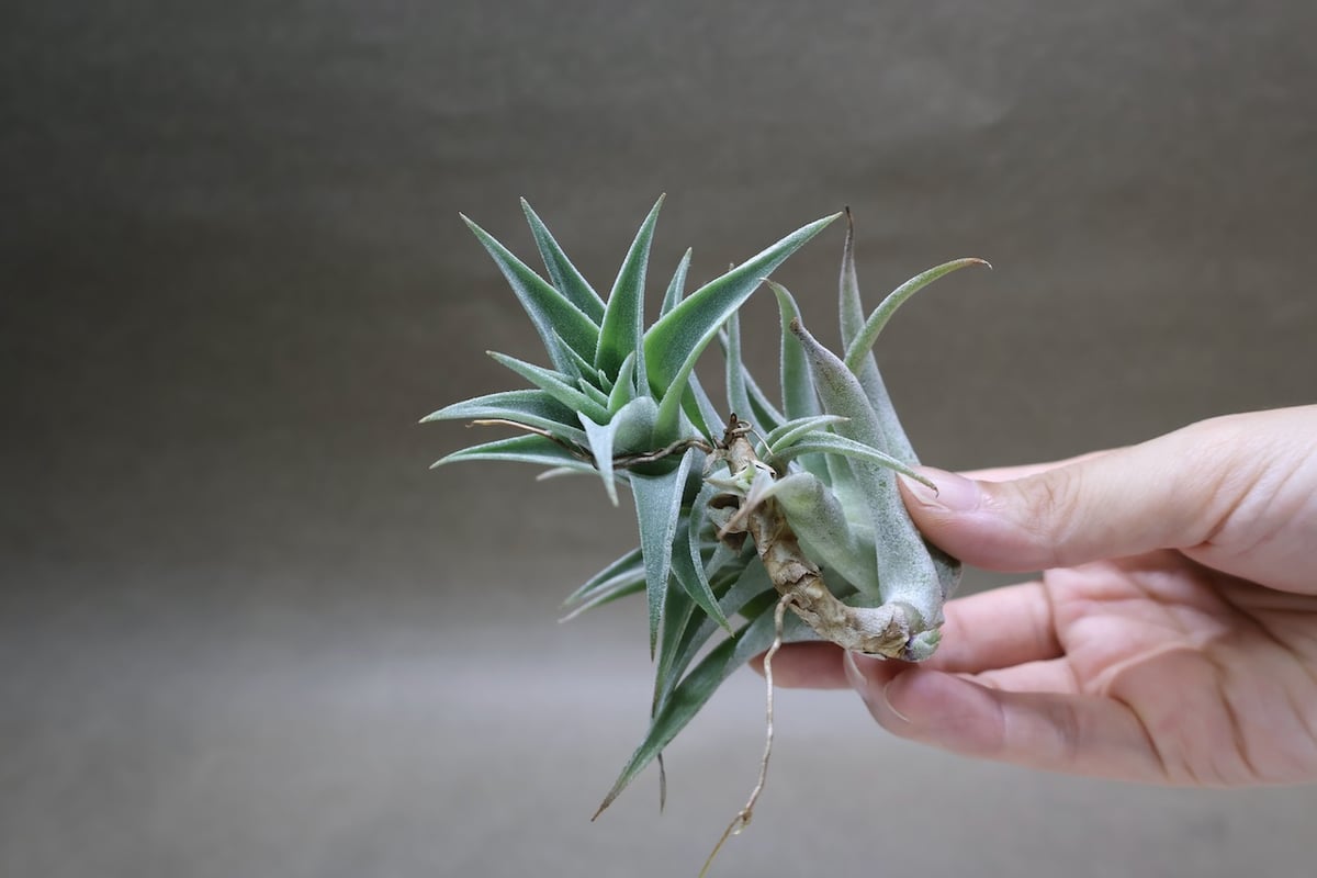 エディシアエ 72号 | air-plants TENGU-DO