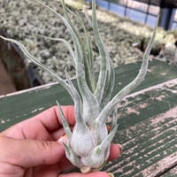 ブルボーサ ジャイアント70号 | air-plants TENGU-DO