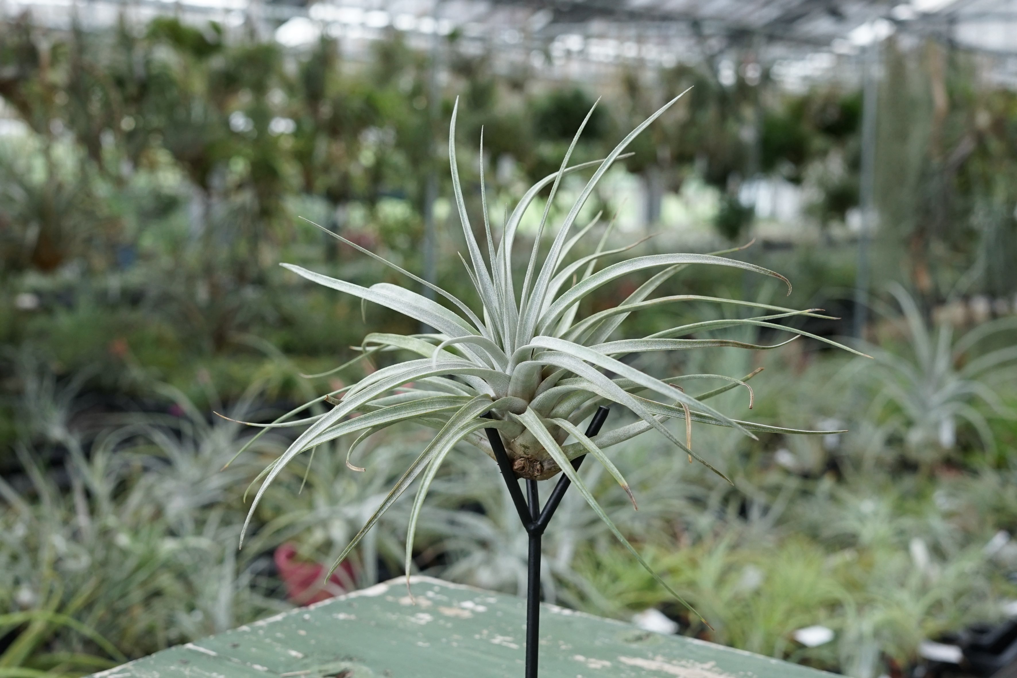 スタッフ特選】ミマ チリテンシス | air-plants TENGU-DO