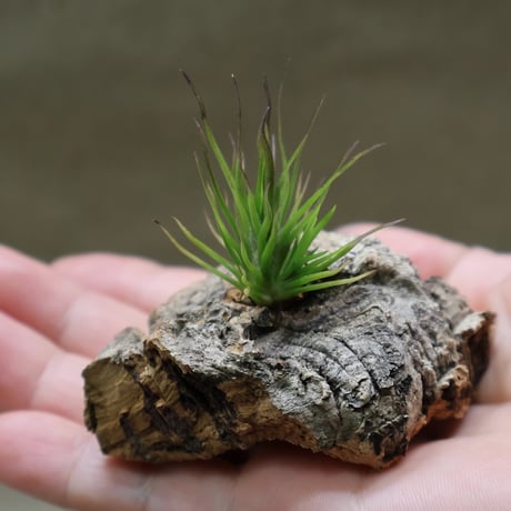 air-plants TENGU-DO