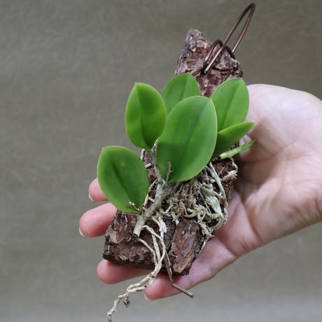 メイラキリウム トリナスタム アルバム 02号 | air-plants TENGU-DO