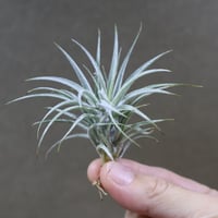 ローランドゴッセリニー × イオナンタ 02号 | air-plants TENGU-DO