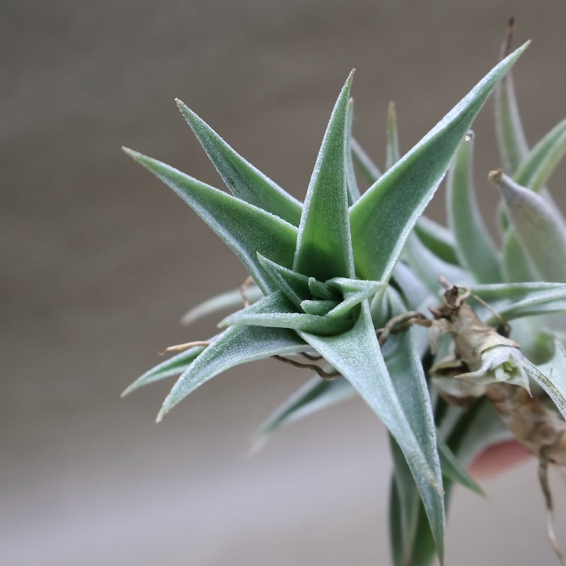 エディシアエ 72号 | air-plants TENGU-DO