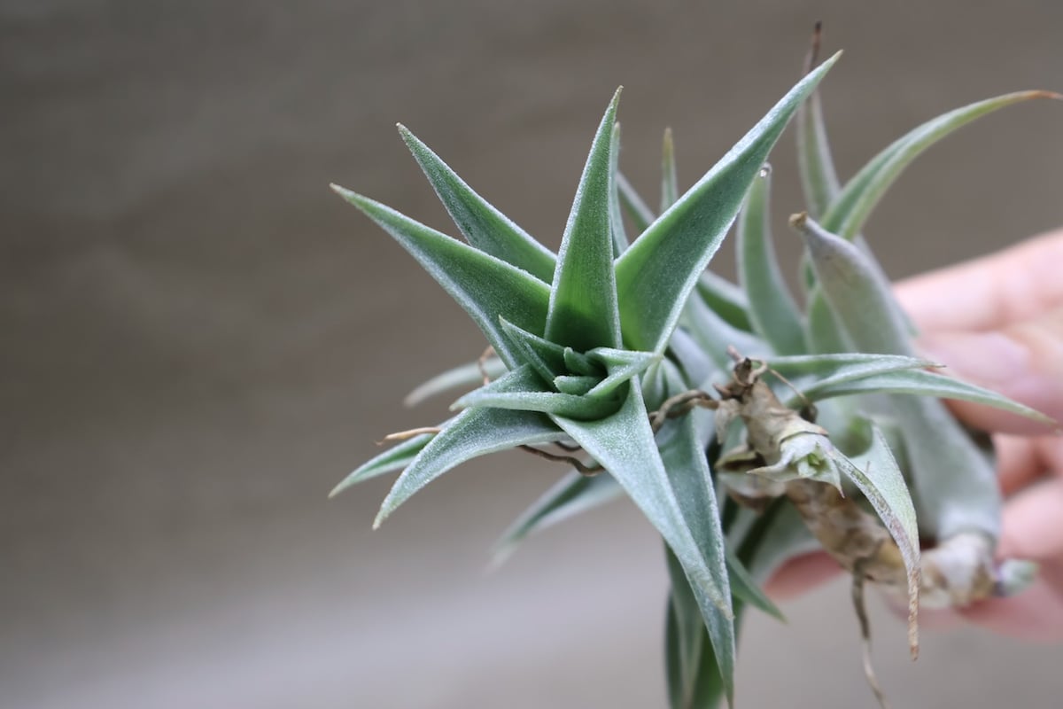 エディシアエ 72号 | air-plants TENGU-DO