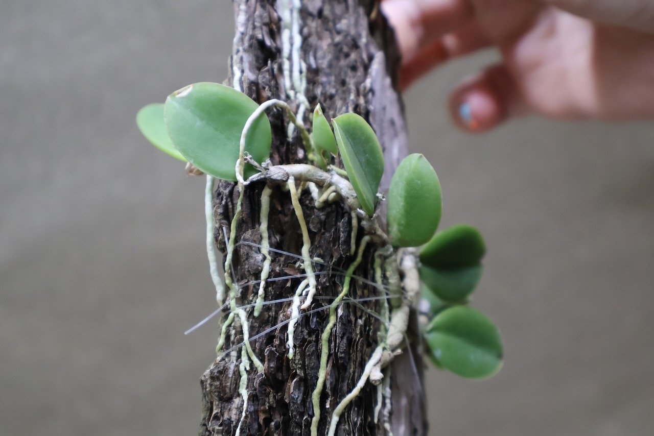 メイラキリウム トリナスタム 05号 | air-plants TENGU-DO
