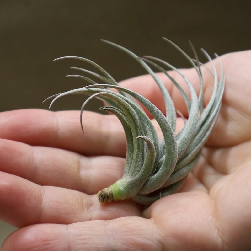 カルミネア 23号 | air-plants TENGU-DO