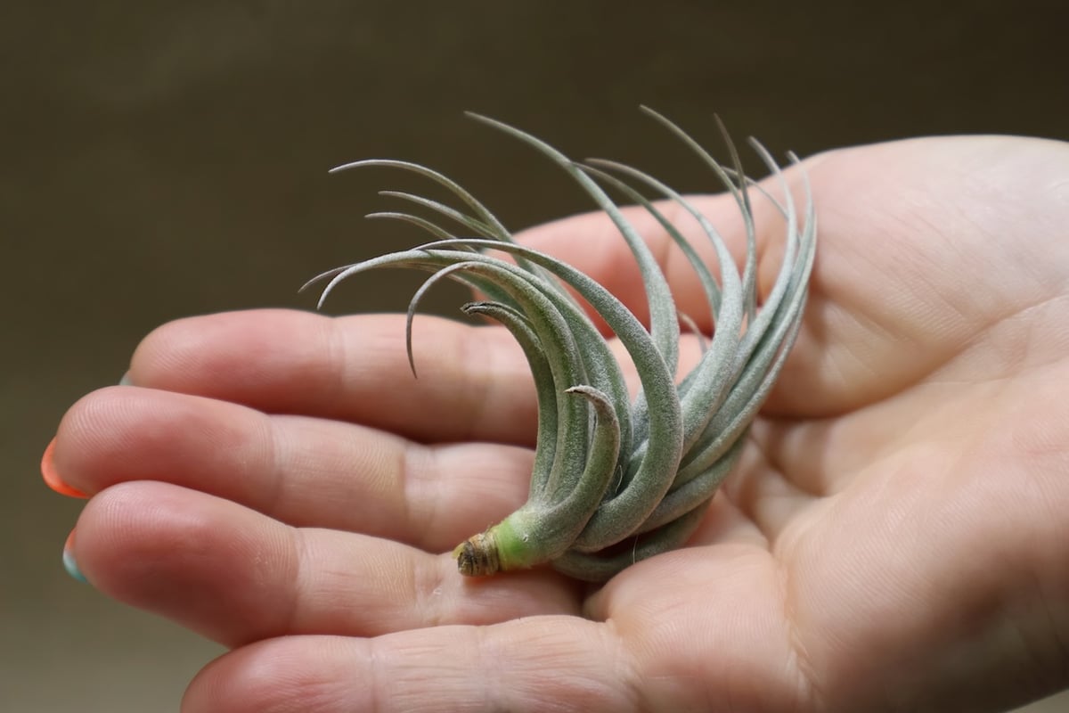 カルミネア 23号 | air-plants TENGU-DO