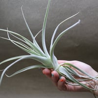 レクルビフォリア サブセクンディフォリア クランプ 09号 | air-plants