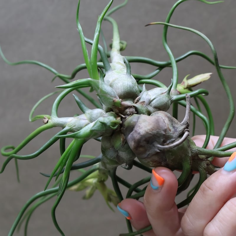 ブルボーサ クランプ 31号 | air-plants TENGU-DO