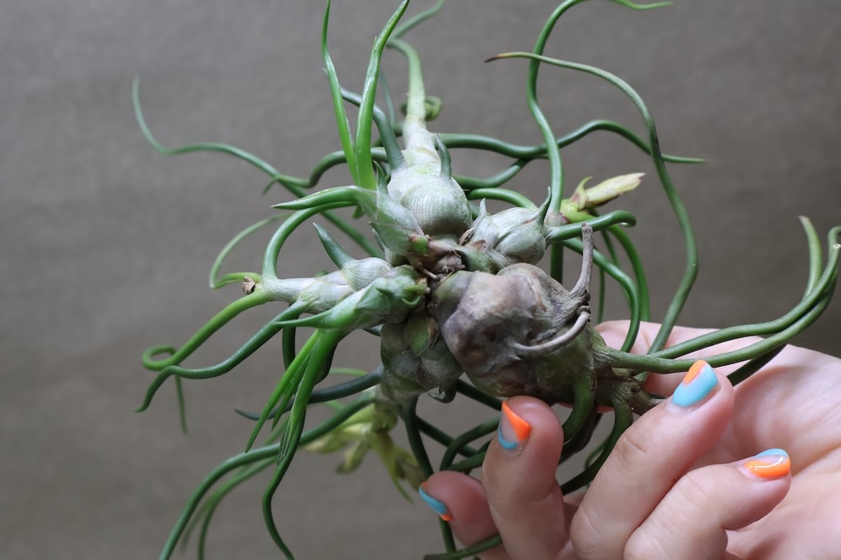 ブルボーサ クランプ 31号 | air-plants TENGU-DO