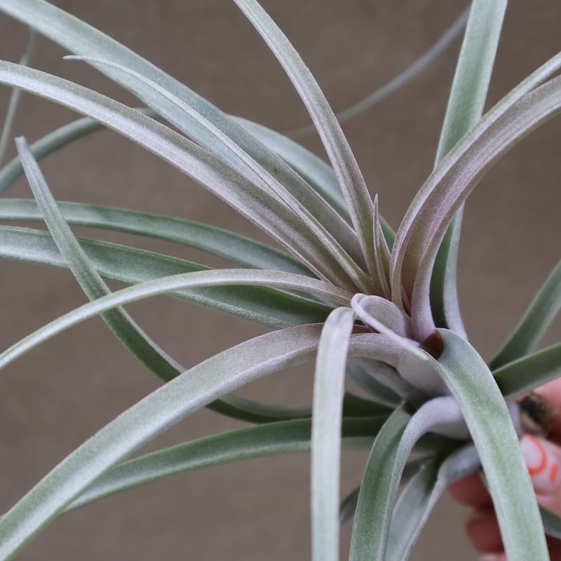 エクセルタxカピタータ ドミンゲンシス 11号 | air-plants TENGU-DO