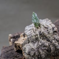 レクルビフォリア サブセクンディフォリア クランプ 09号 | air-plants