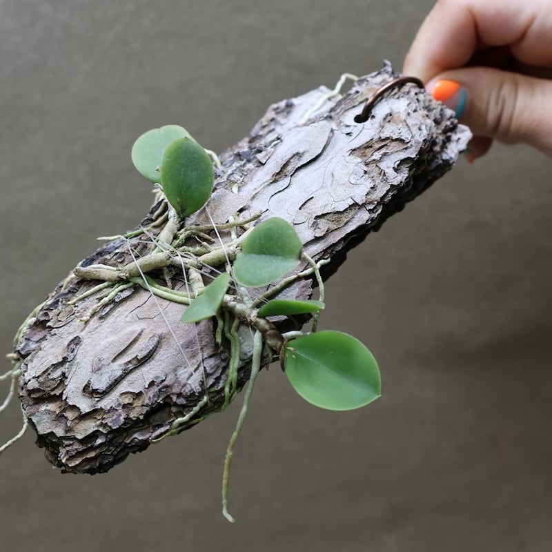 メイラキリウム トリナスタム 05号 | air-plants TENGU-DO