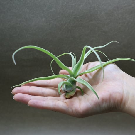 air-plants TENGU-DO